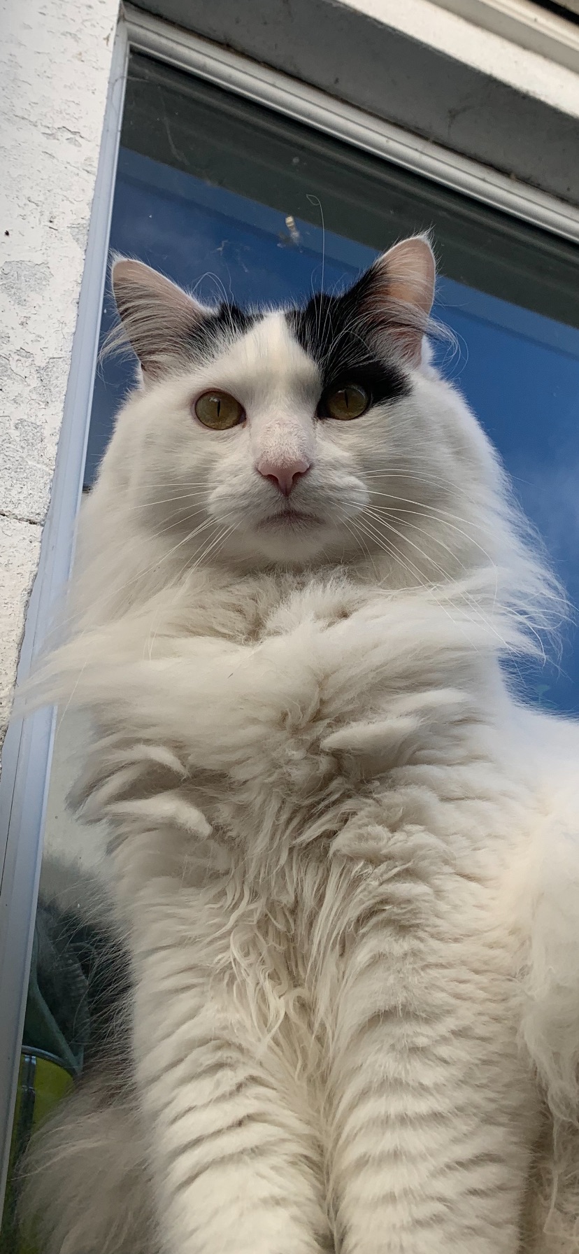 Bear, a Norwegian Forest Cat.