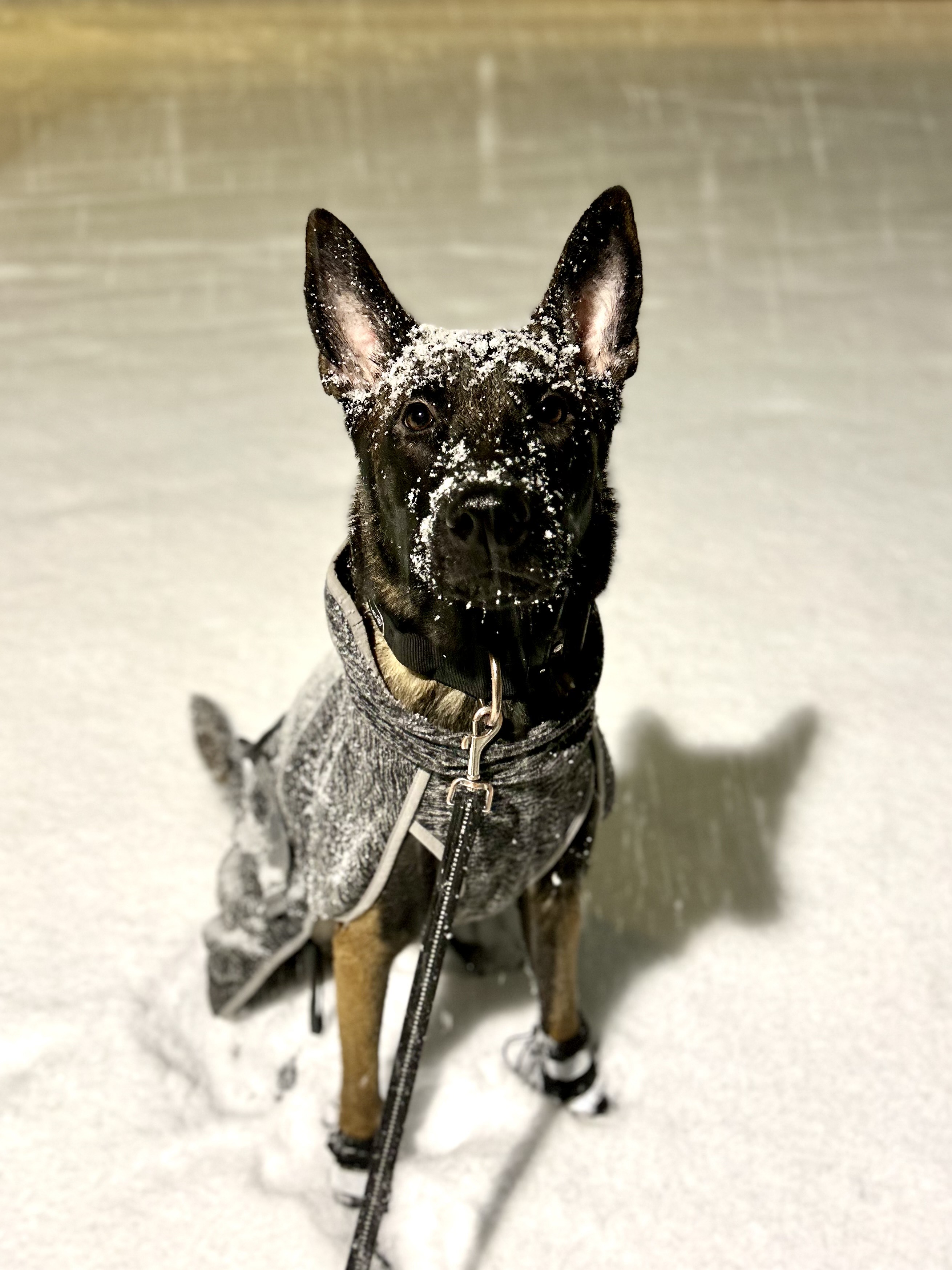 Gravy, a Belgian Shepherd
