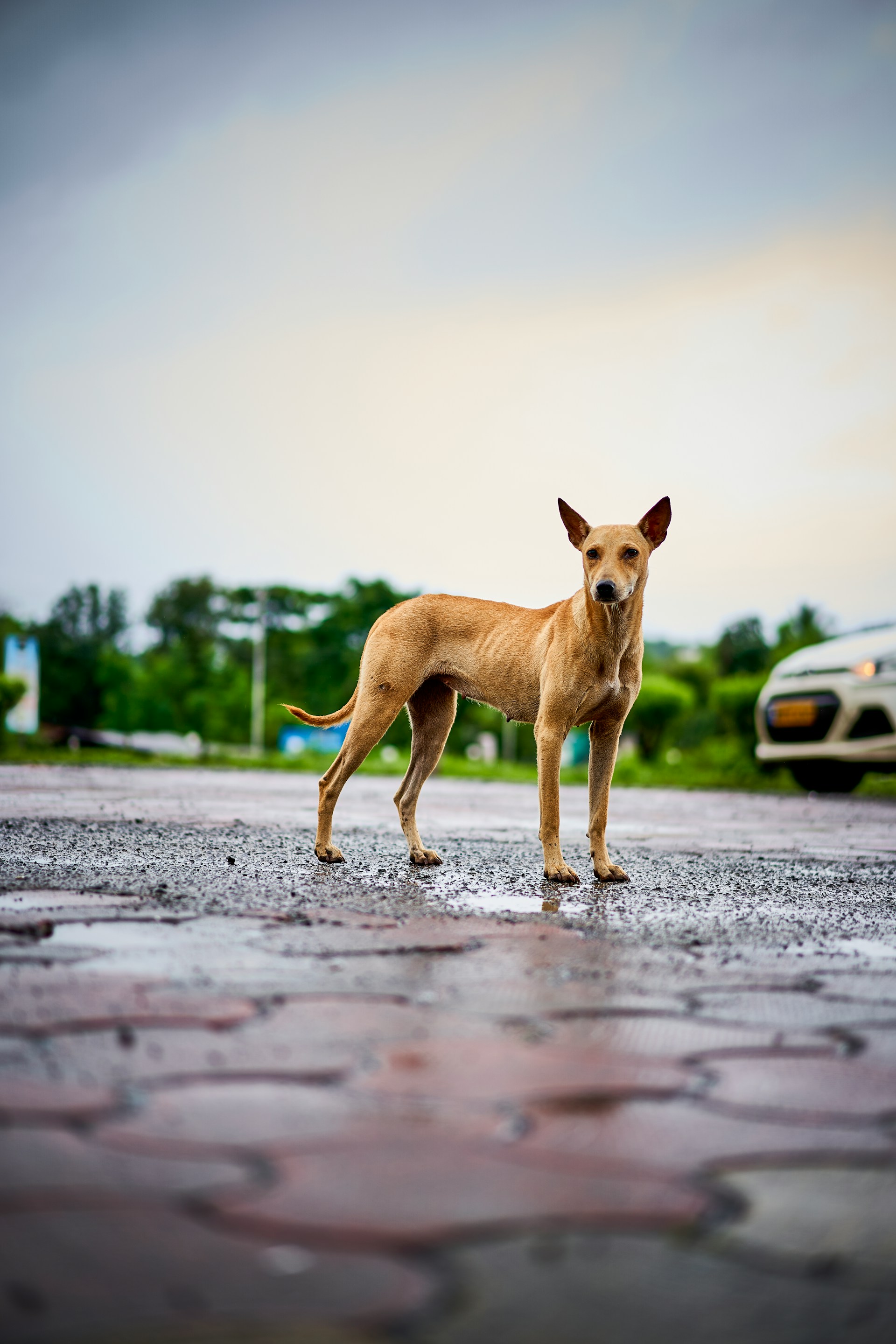Ravi, a Indian Pariah Dog
